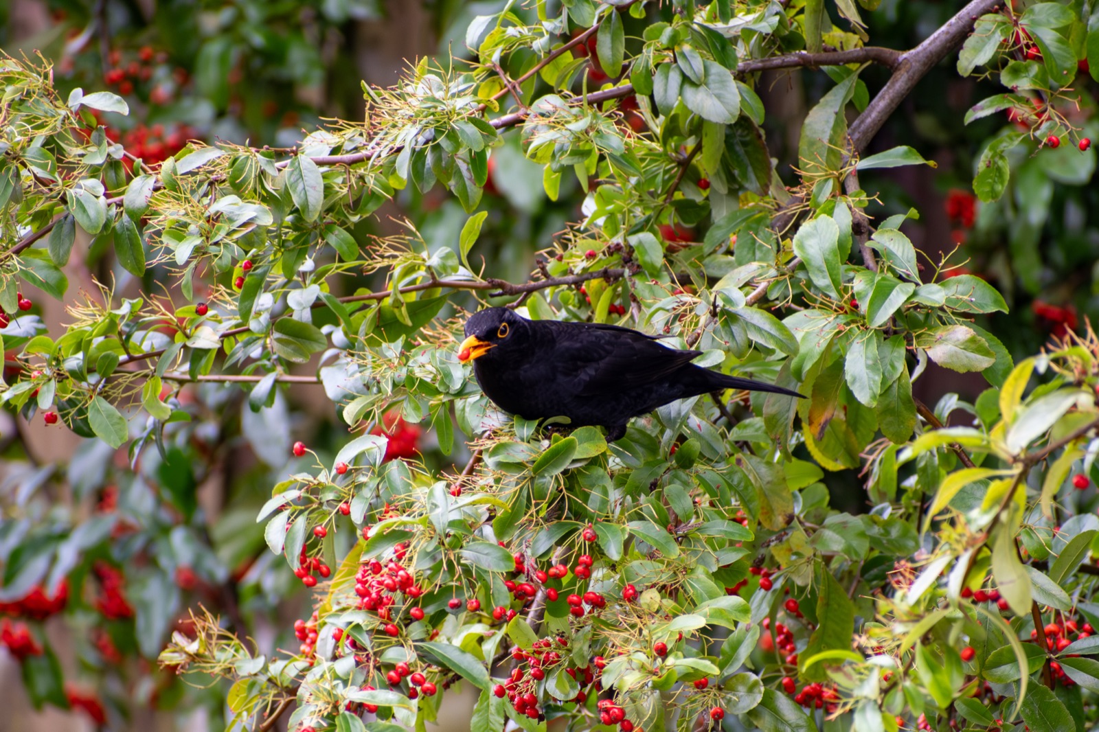 Blackbird feeding on berries — wildlife supported by well-managed trees and hedges