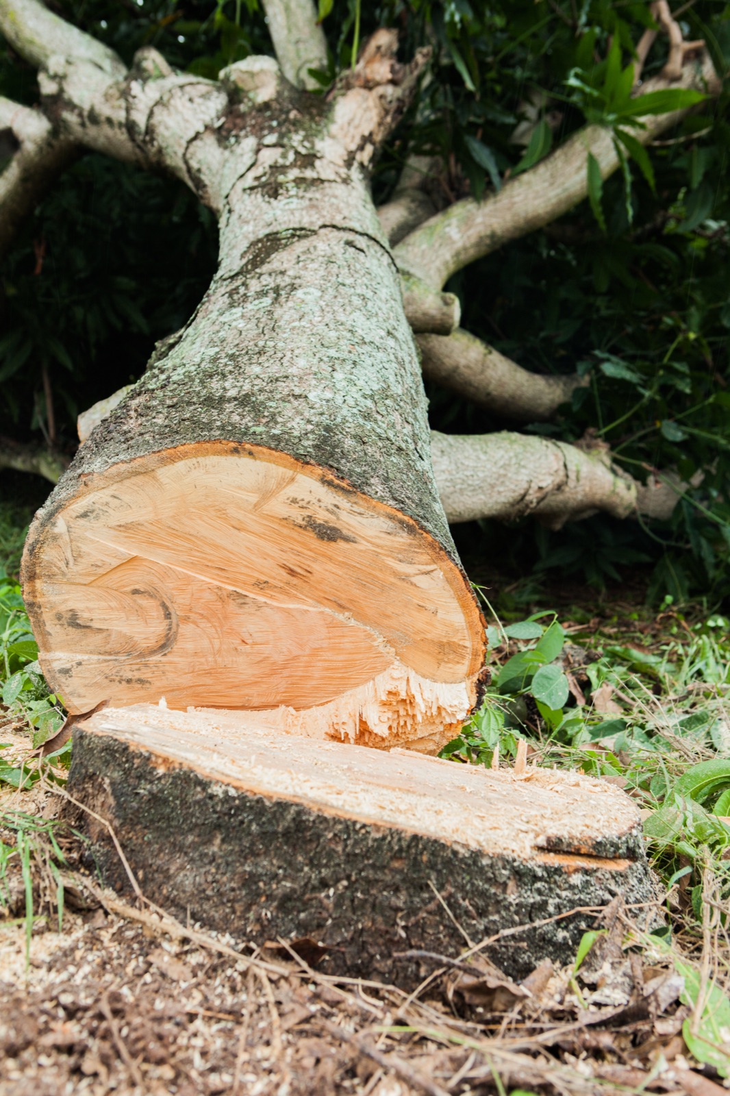 Felled tree trunk with a clean-cut cross-section beside its stump — Sylva Vale safe and controlled tree removal across Cambridge and Saffron Walden